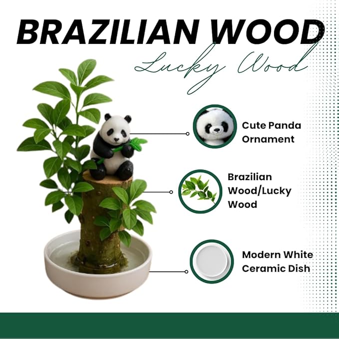 Brazilian Willow Wood Plant, Mini Brazil Lucky Wood Kit, with Tray Lucky Tree, Swelling The Stage of About to Sprout, Brazilian Tree Perfect for Home, Office Desktop Decoration