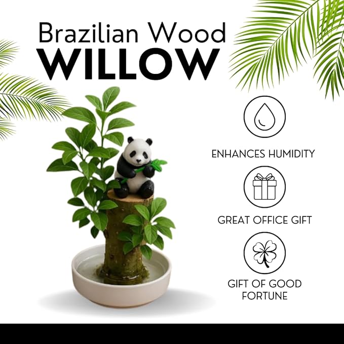 Brazilian Willow Wood Plant, Mini Brazil Lucky Wood Kit, with Tray Lucky Tree, Swelling The Stage of About to Sprout, Brazilian Tree Perfect for Home, Office Desktop Decoration