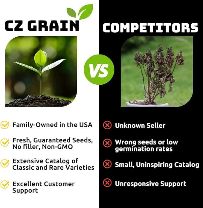 Brazilian Willow Wood Plant, Mini Brazil Lucky Wood Kit, with Tray Lucky Tree, Swelling The Stage of About to Sprout, Brazilian Tree Perfect for Home, Office Desktop Decoration