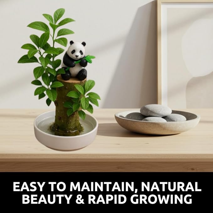 Brazilian Willow Wood Plant, Mini Brazil Lucky Wood Kit, with Tray Lucky Tree, Swelling The Stage of About to Sprout, Brazilian Tree Perfect for Home, Office Desktop Decoration