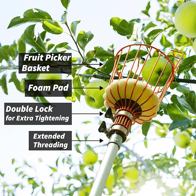 Fruit Picker Pole with Basket Telescoping 5-24 ft Apple Picker Extension Pole // Telescopic Fruit Tree Picker Tool for Picking Orange Mango Avocado Lemon Pear // The Ultimate High-Reach Fruit Grabber